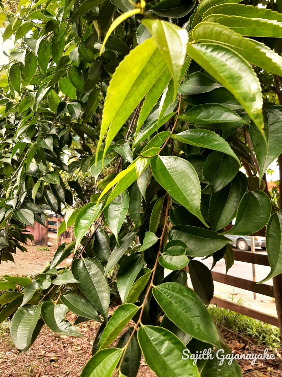 Celtis timorensis Span.